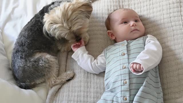 Adorable Baby Is Playing With A Dog