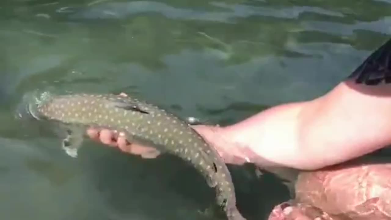 Searun Bulltrout
