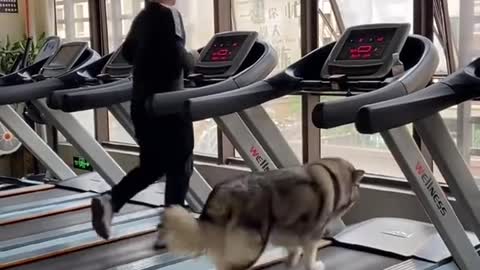 Dog on treadmill