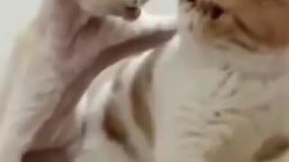 Cats - Baby cats - funny and fluffy (120) / Gatos - Filhotes - engraçados e fofos (120) #shorts