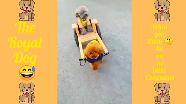 Attention Everyone 😲 cutey little is comeing on there Royal Dogcart .😂🤣