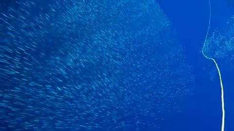 Canary Islands EPIC Tuna Spearfishing 4k