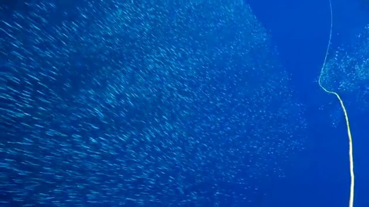 Canary Islands EPIC Tuna Spearfishing 4k