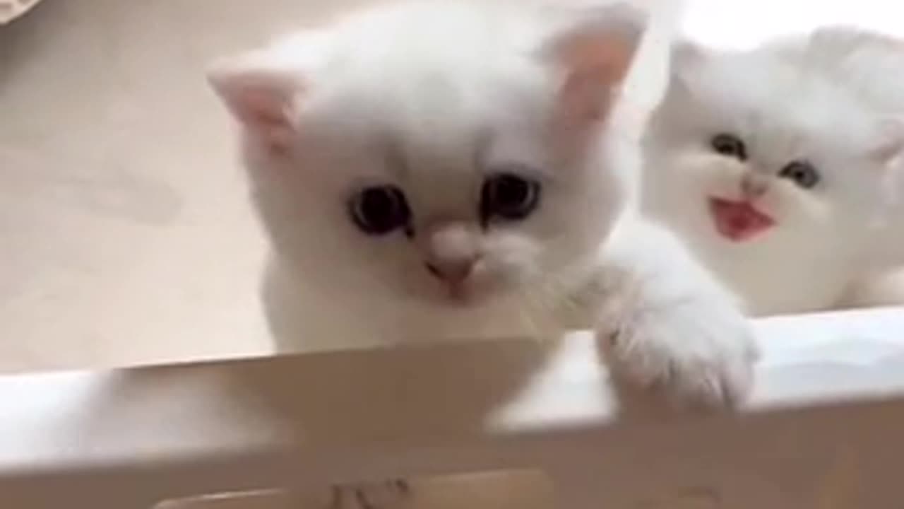 Cute cat 🐈 trending video