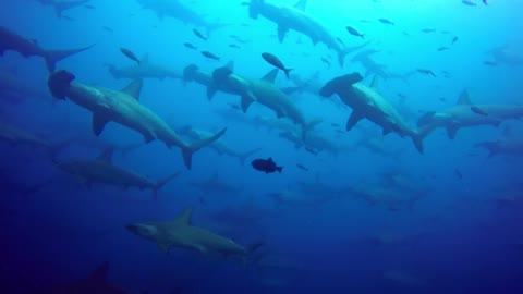 Wall of hammerhead sharks completely surrounds scuba diver.mp4