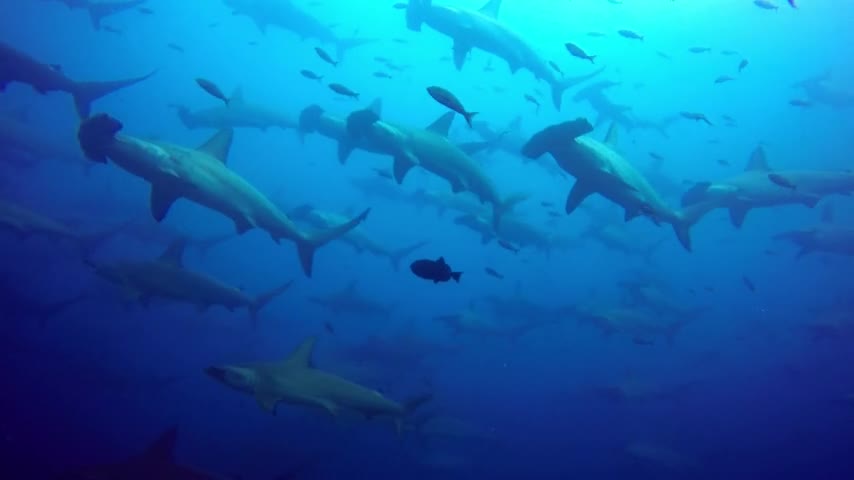 Wall of hammerhead sharks completely surrounds scuba diver.mp4