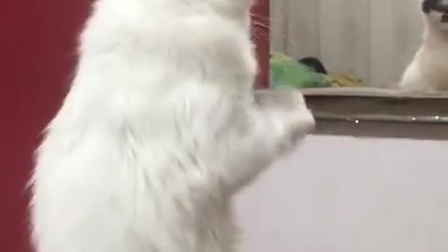 Funny little cat"if the cat apologizes"