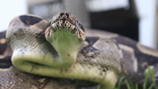 Hallan Boa constrictor en sector rural de Barichara, Santander