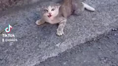 Disabled Kitty do to a dog attack