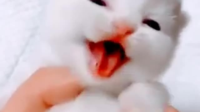 Cute cat baby