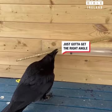 Clever raven solves a puzzle