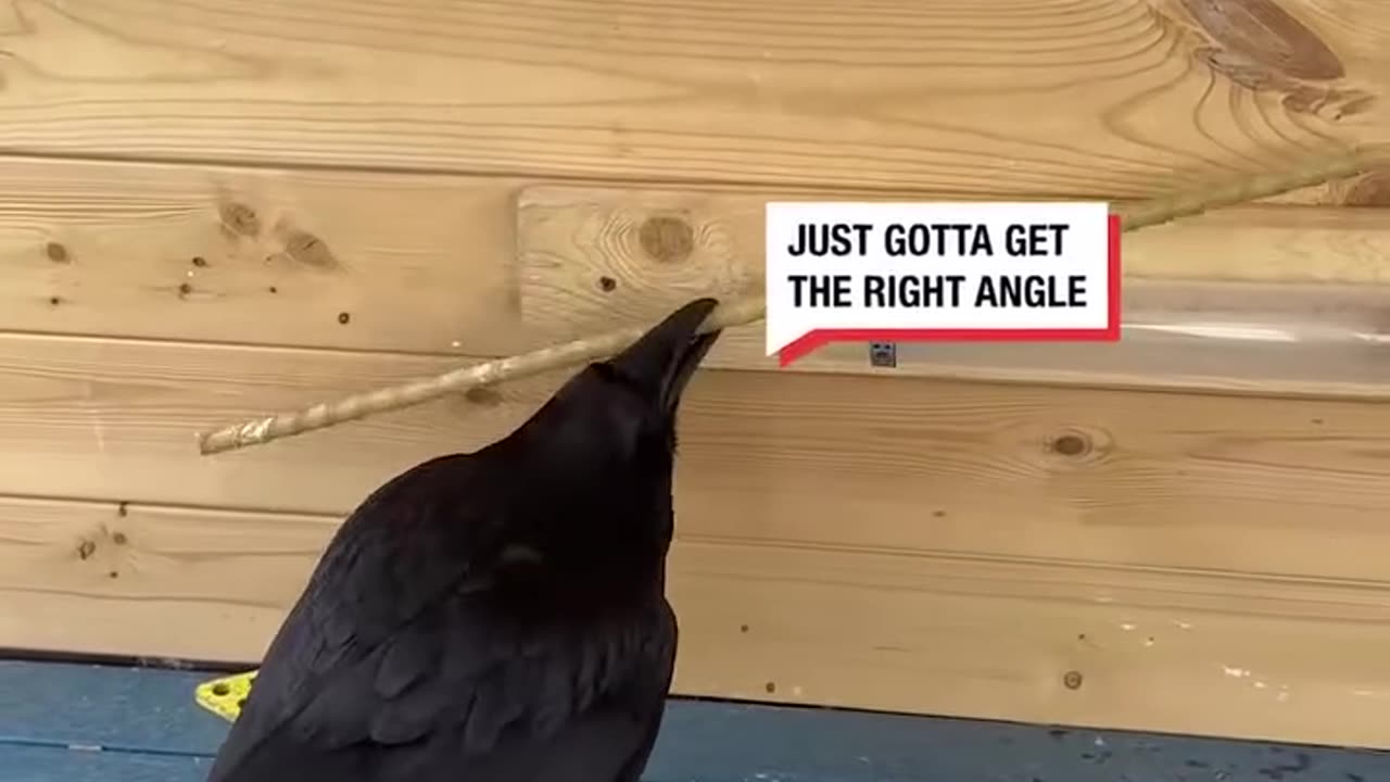 Clever raven solves a puzzle