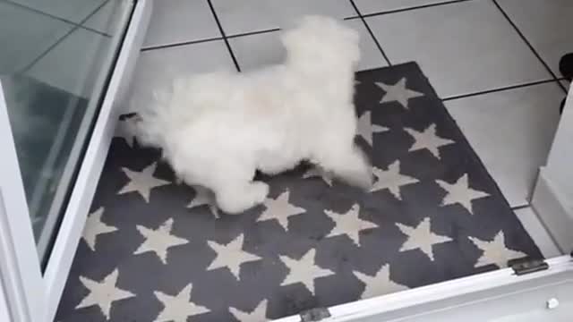 Speedy dog