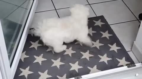 Speedy dog