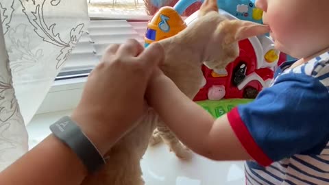 Baby And Cat Fun And Cute - #Best video of Cute Babies and Pets