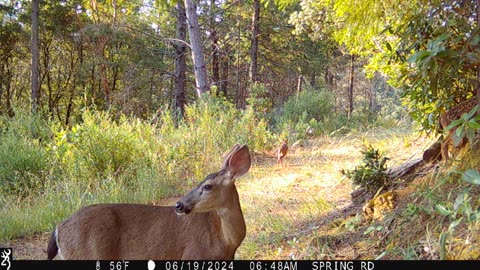 Fawns Playing