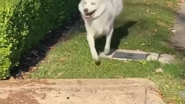 Dog funny dancing videos