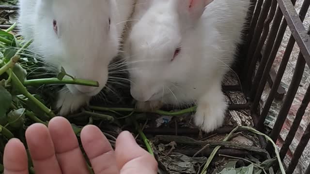 Hai chú thỏ nhỏ nhỏ