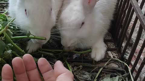 Hai chú thỏ nhỏ nhỏ