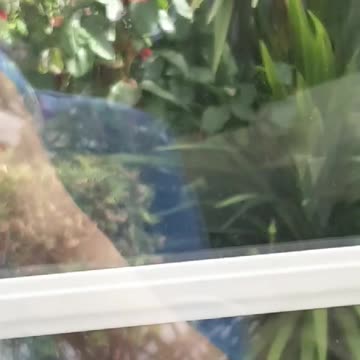 💐Amazing Bloomed Roses in my garden🌹🥀🌹