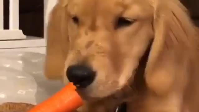 Cute puppy Eating Carrots | I love pet