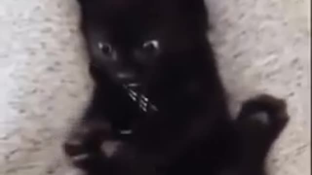 Cat suddenly realizes that it has 4 paws