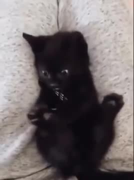 Cat suddenly realizes that it has 4 paws