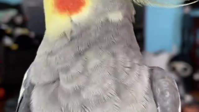 parrot very Cute funny amazing Videos completion |