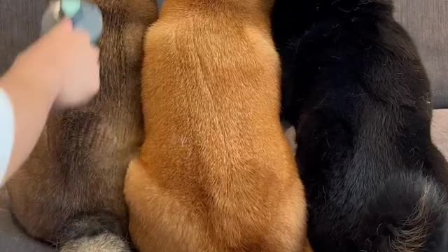 Three dogs lie down and let their master shave. It's so cute