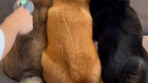 Three dogs lie down and let their master shave. It's so cute