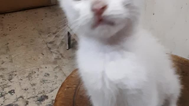 Maria Reactions On Live Camera