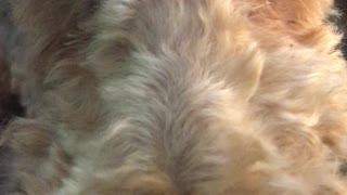 Look into the POTUS Dog’s Eyes for Enlightenment
