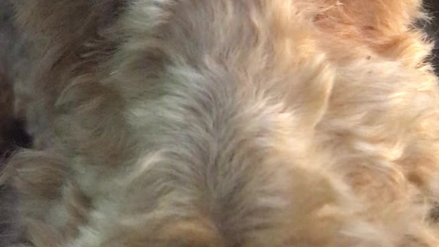 Look into the POTUS Dog’s Eyes for Enlightenment