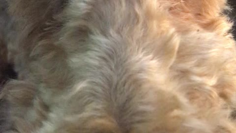 Look into the POTUS Dog’s Eyes for Enlightenment