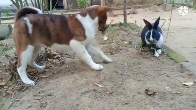 Rabbit VS Dog Fighting