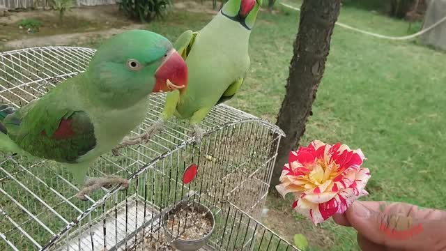 Amazing Parrot Eating Flower