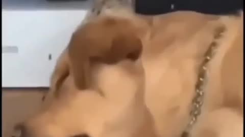 Dog makes a hilarious turbo sound when he sleeps