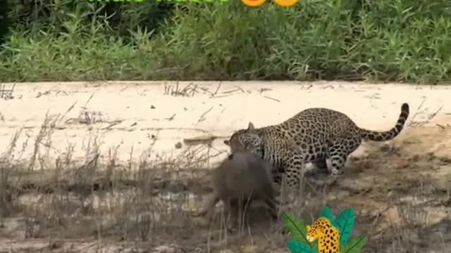 Inglês 🐆Onça caça Capivara...