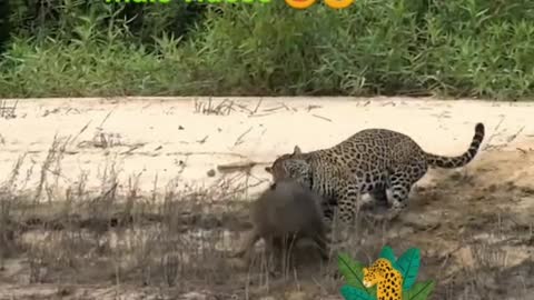 Inglês 🐆Onça caça Capivara...