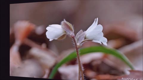 Hepatica asiatica Nakai,Hepatica