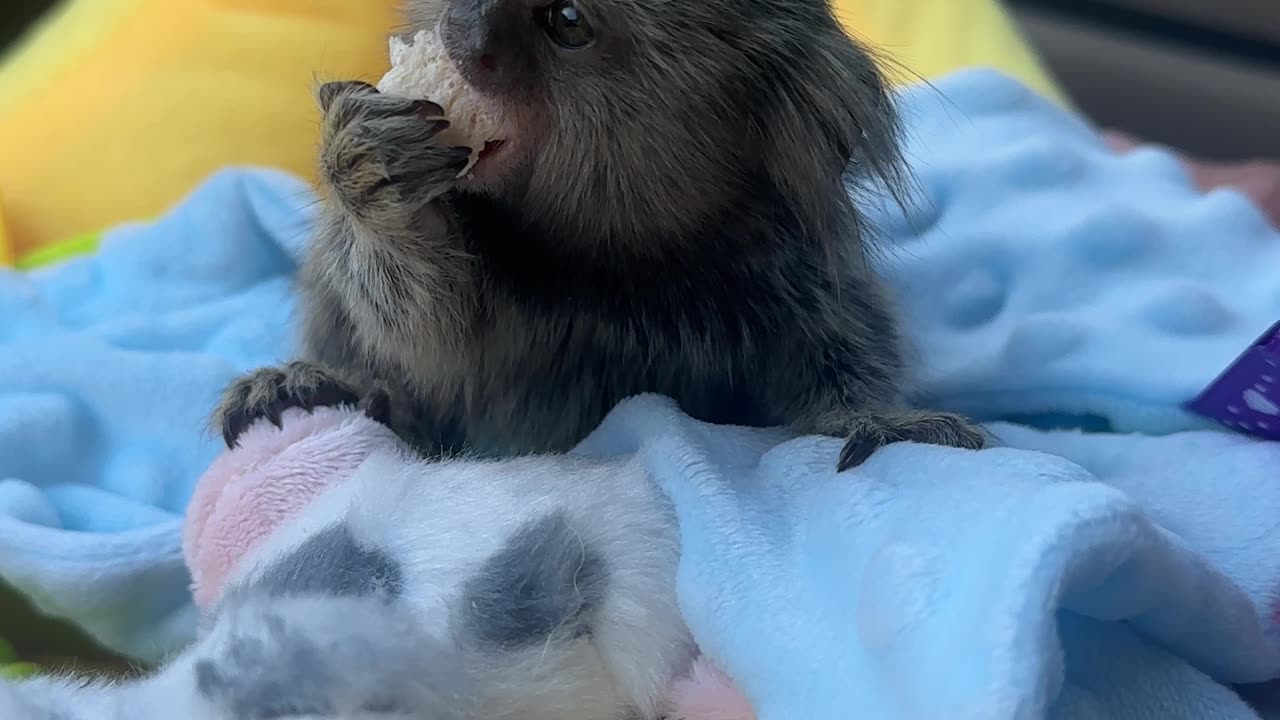 Monkey Eating Baby Snacks