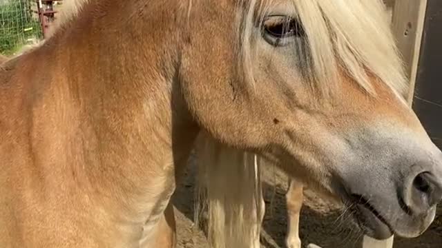 Found a horse | Daily Dose Of Internet