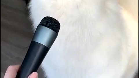 Talent Show😂🤣