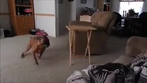 Cat Dog wrc sound funny drift