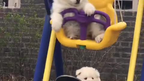 Funny Cute Puppies Swinging In Joy!! Really Cute