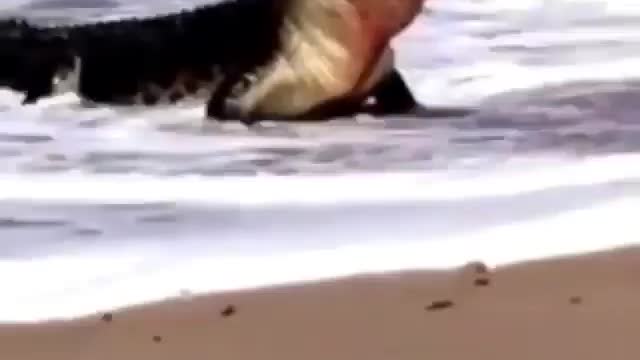 Croc eat sea turtle
