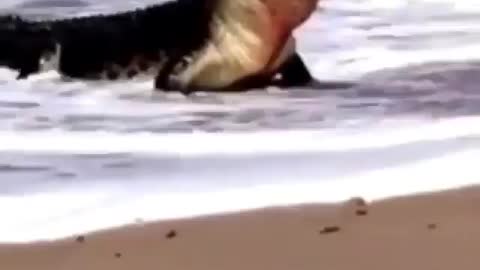 Croc eat sea turtle