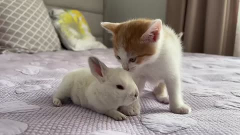 Cute Tiny Kitten Reacts to Baby Bunny [Cuteness Overload] cute cat viral video