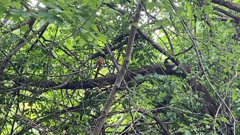 Pink colored Cardinal fledgling