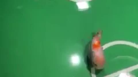 Adorable Indeed #shorts #viral #shortsvideo #video